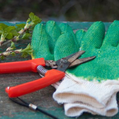 manutenzione giardini a foresto sparso